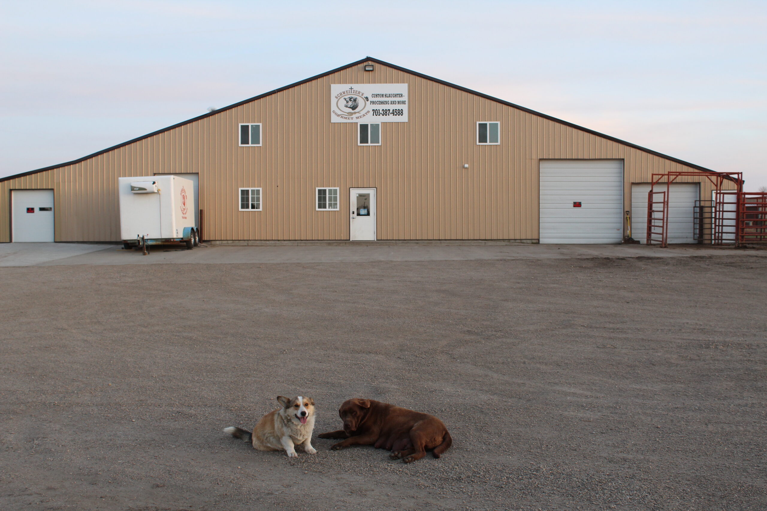 Tara Splonskowski - IMG_6428 Two dogs lounging in front of a large metal building with a sign, likely a livestock facility, located in a gravel area. The building features multiple windows, a loading dock, and a trailer parked nearby. The setting suggests a rural environment.