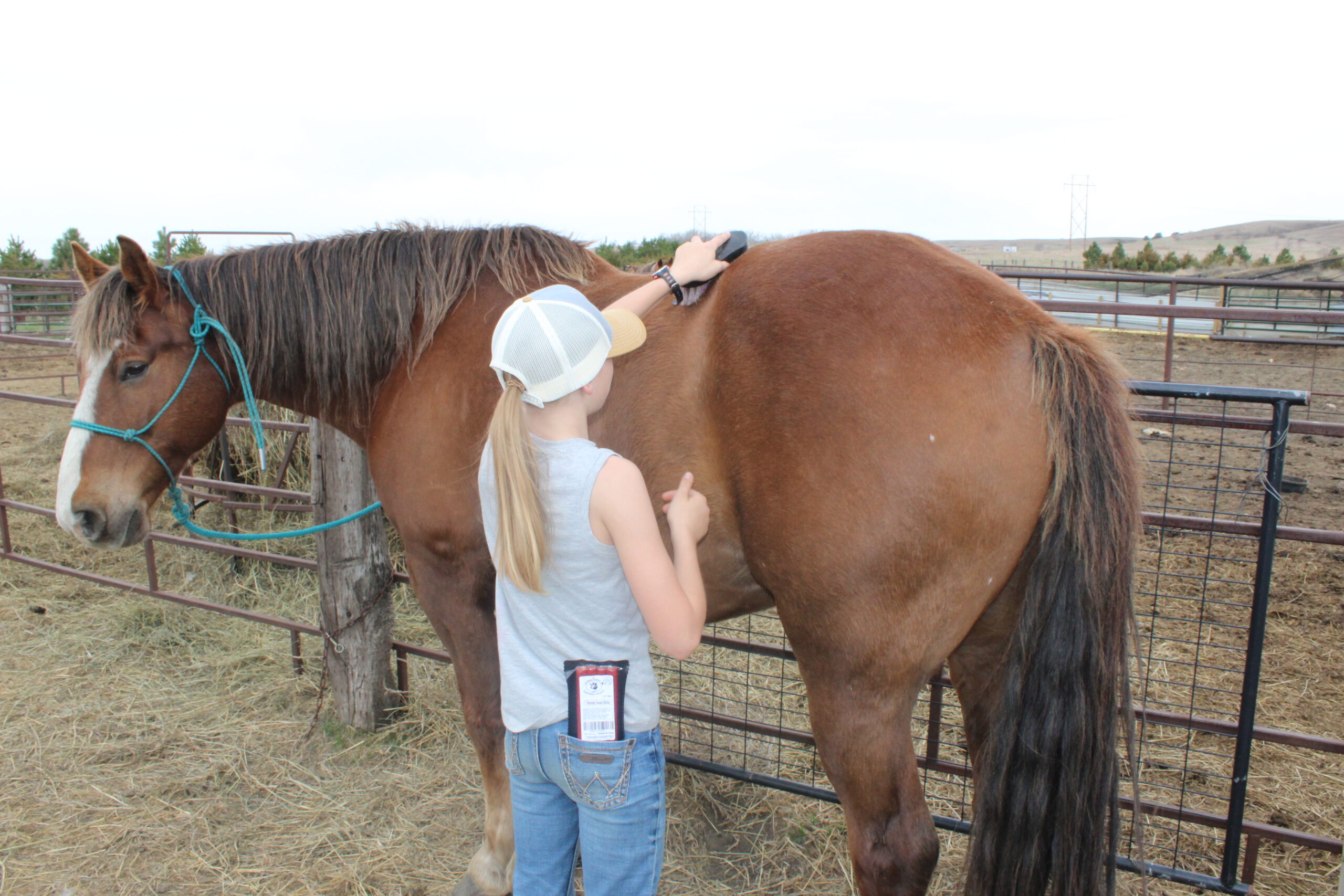 Tara Splonskowski - IMG_6440 A young girl brushing a brown horse in a fenced area, showcasing the bond between humans and animals in a rural setting.